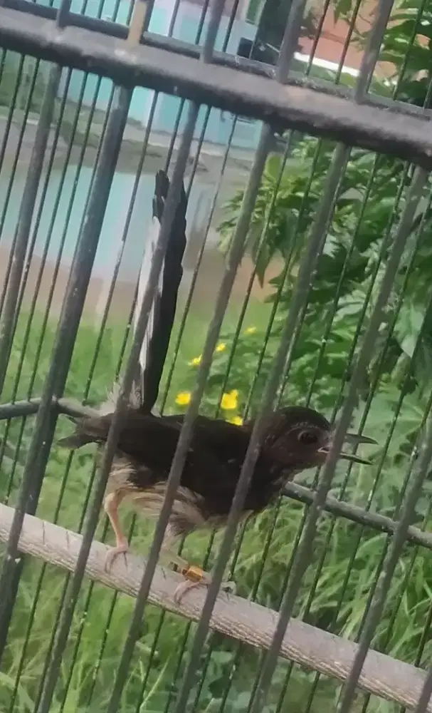 Murai baru trotol jantan prospek