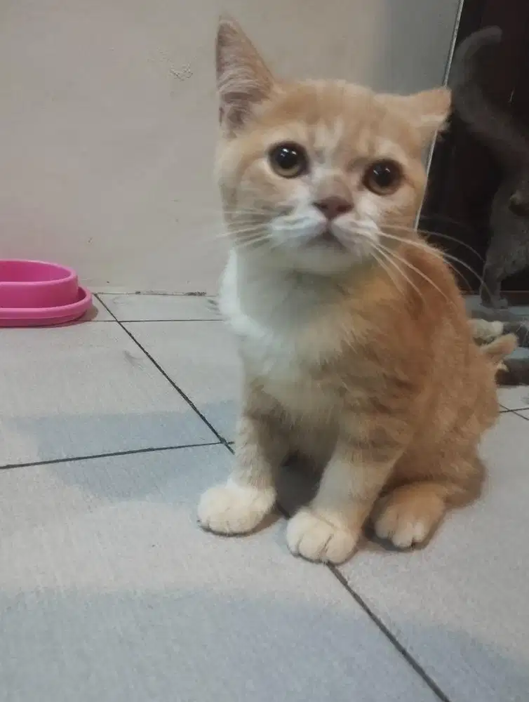 BSH British Short Hair Kitten Jantan red & white