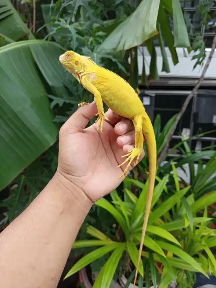 Iguana albino juve mulussss