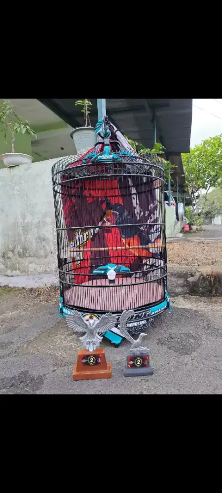 Kandang burung murai radja original