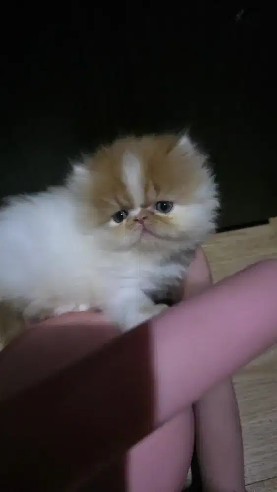 Persia Peaknose Kitten