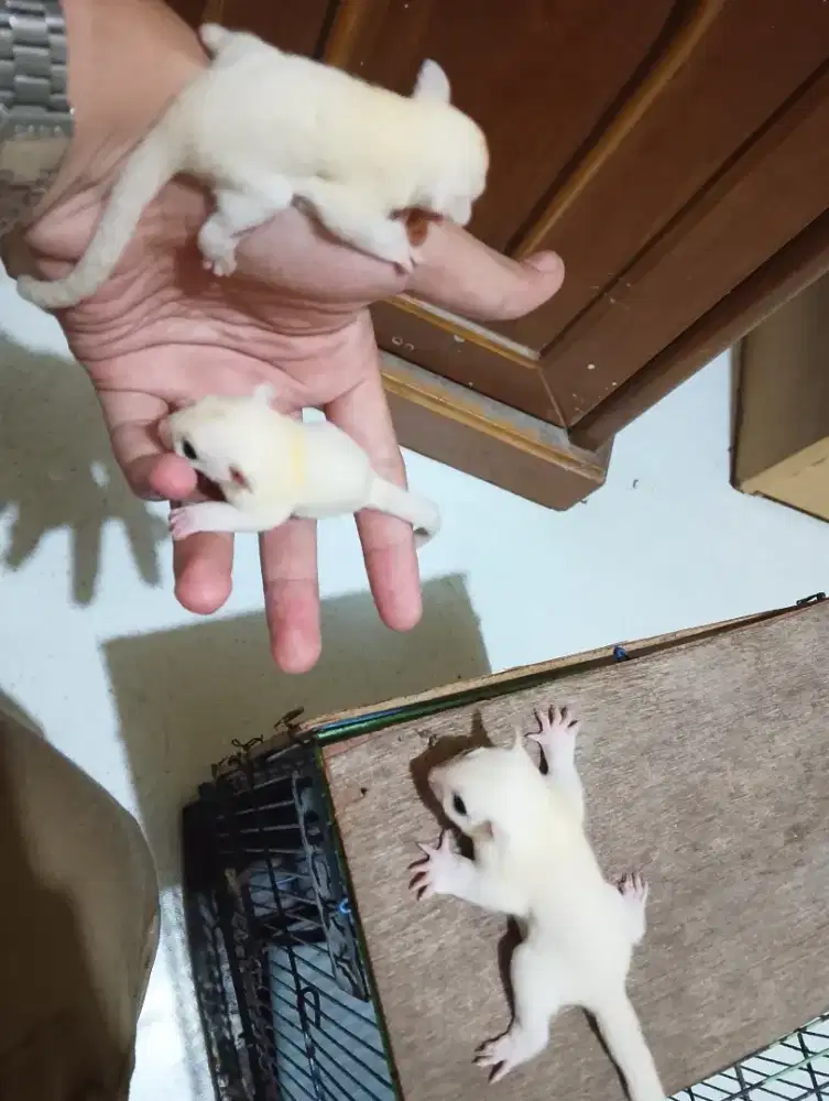 Sugar Glider Leucistik