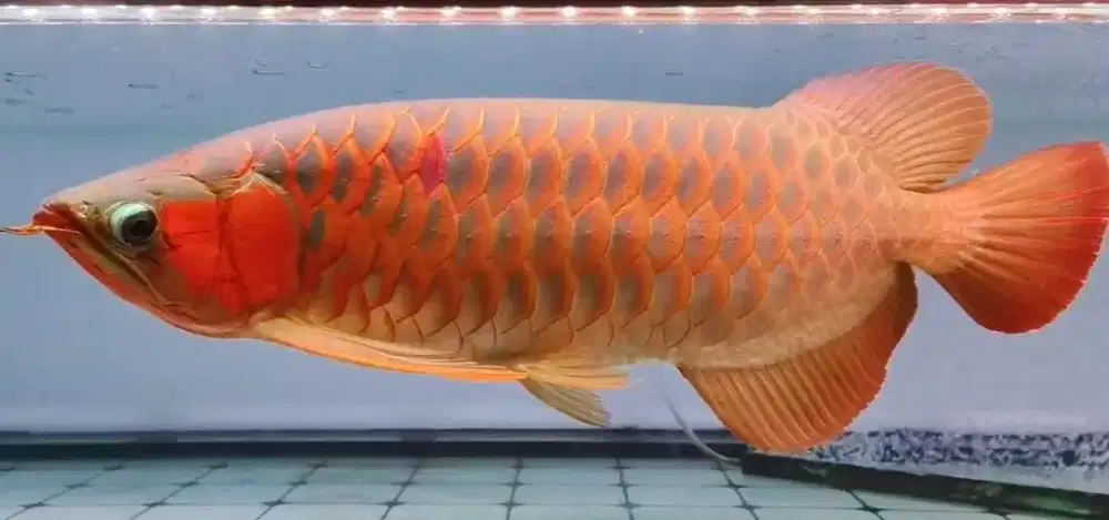 Arwana Super Red Spek Kontes 58cm