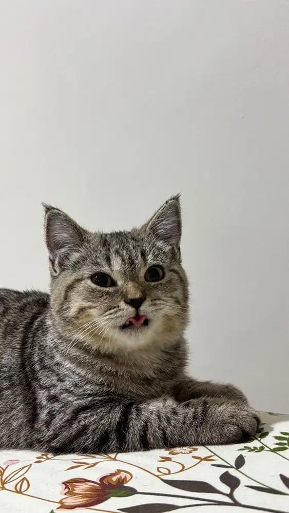 Kucing British Short Hair