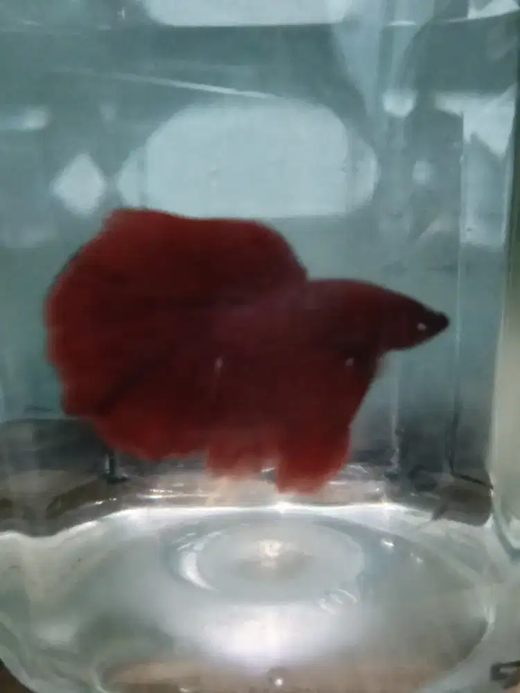 Cupang Halfmoon super red