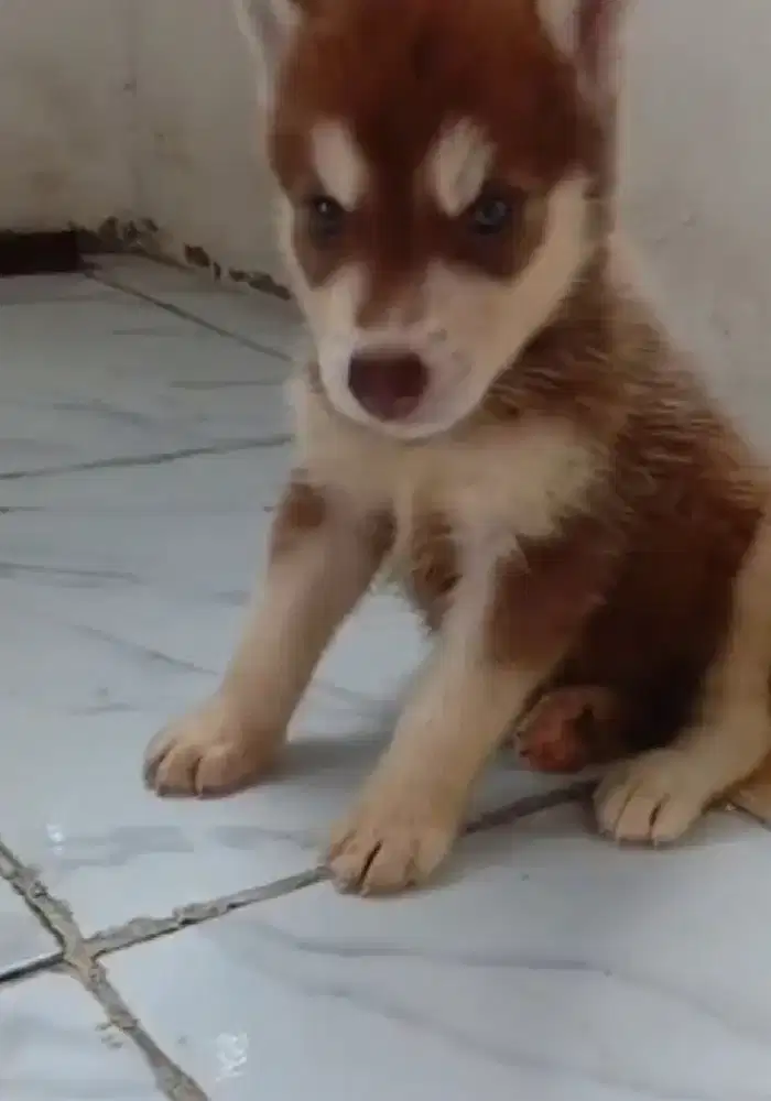 Anakbanjing Husky Siberian