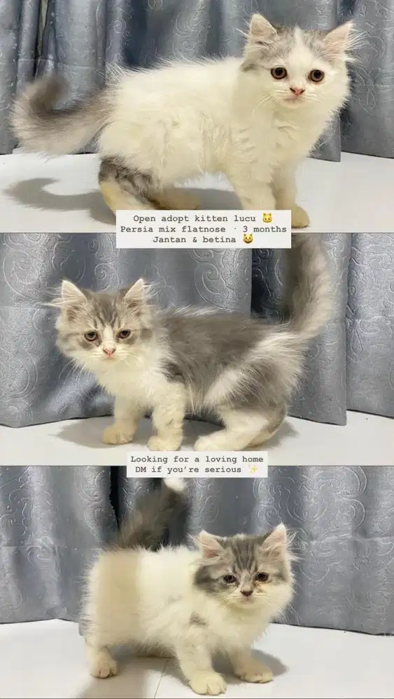 Open Adopt Kitten Persia Mix Flatnose – 3 Bulan (Jantan & Betina)