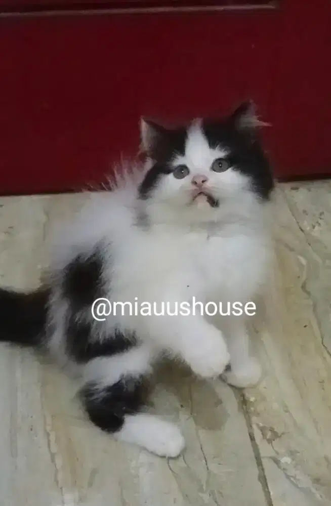 KITTEN PERSIA LONGHAIR