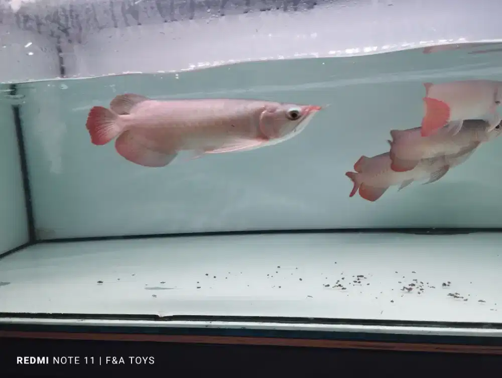 Arwana super red 24-26cm