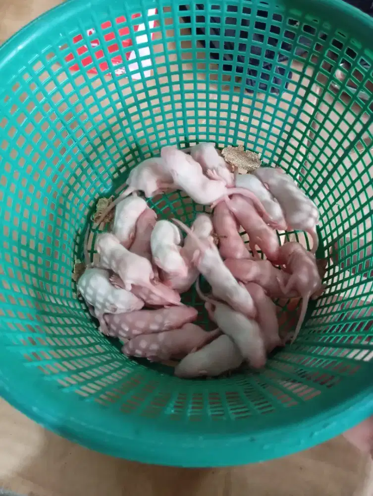 Tikus putih Mencit pakan reptil / bedah