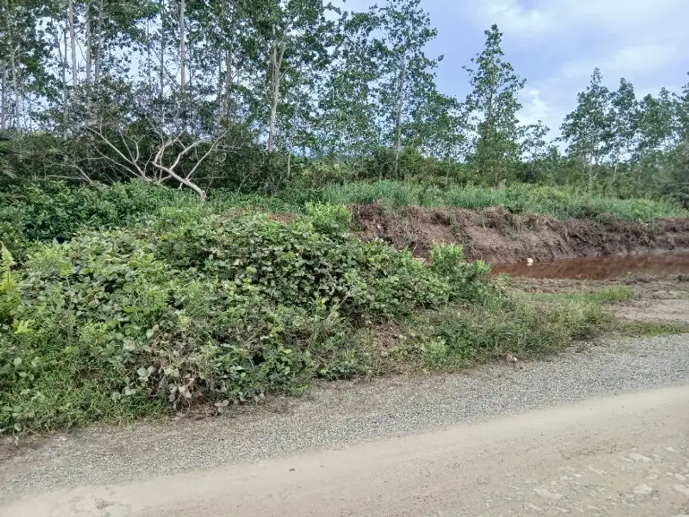 jual Tanah di Kab.Sorong Aimas Jln.Kontener.5 Hektar
