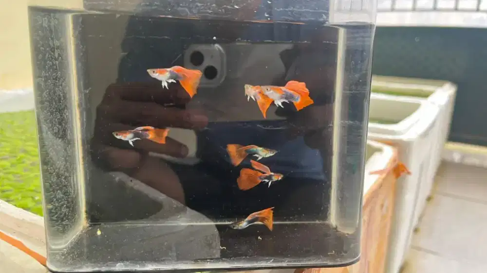 ikan guppy HB red