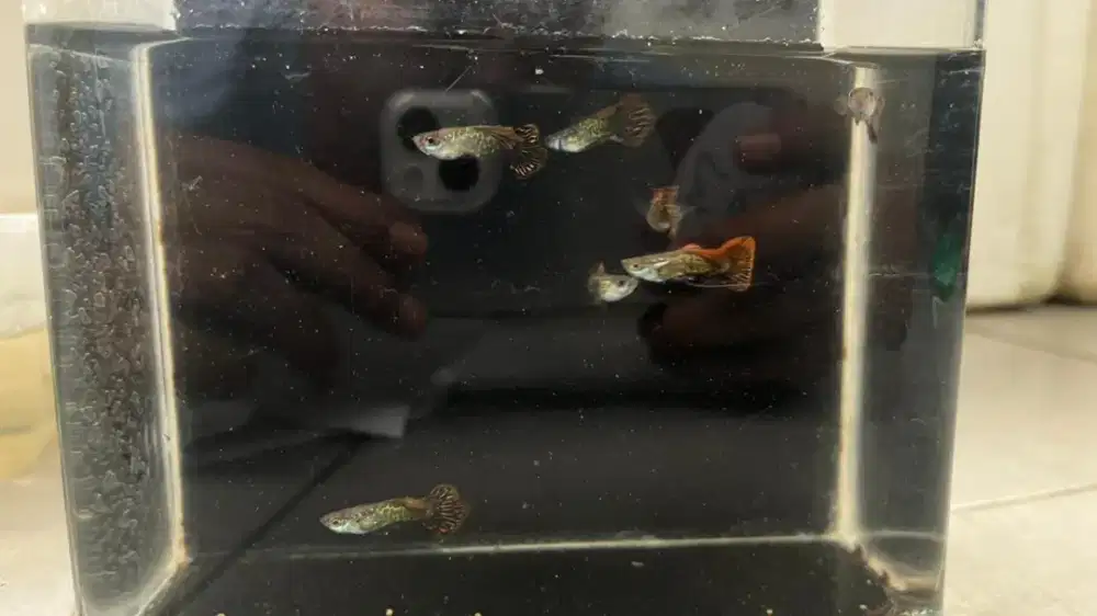 Ikan guppy red dragon roundtail (rdr)