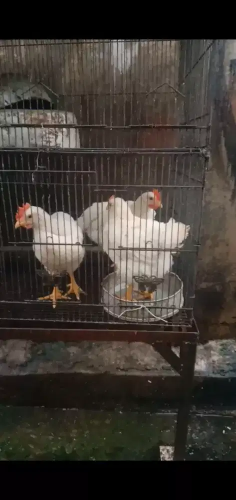 3 ayam negri 120
