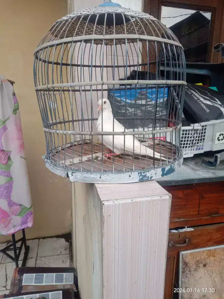 Puter putih ama kandang 60000