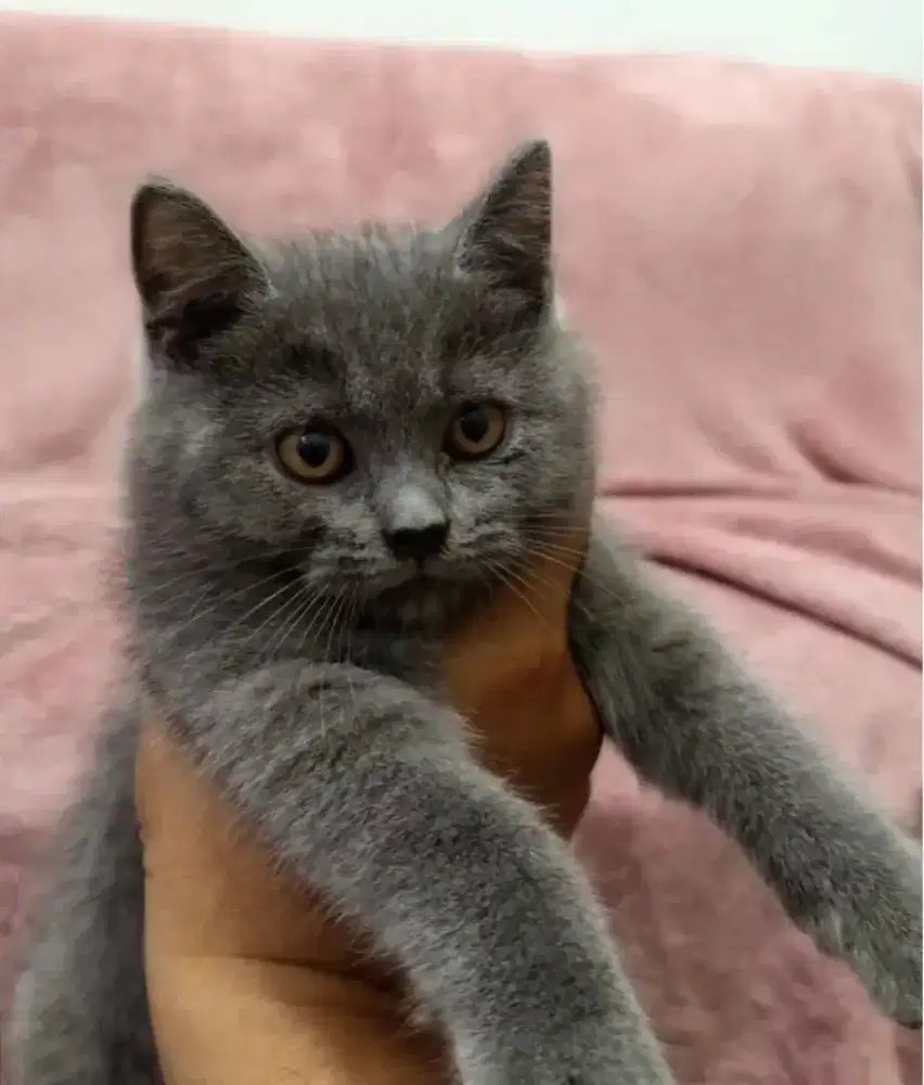 Kucing kitten British x Jantan