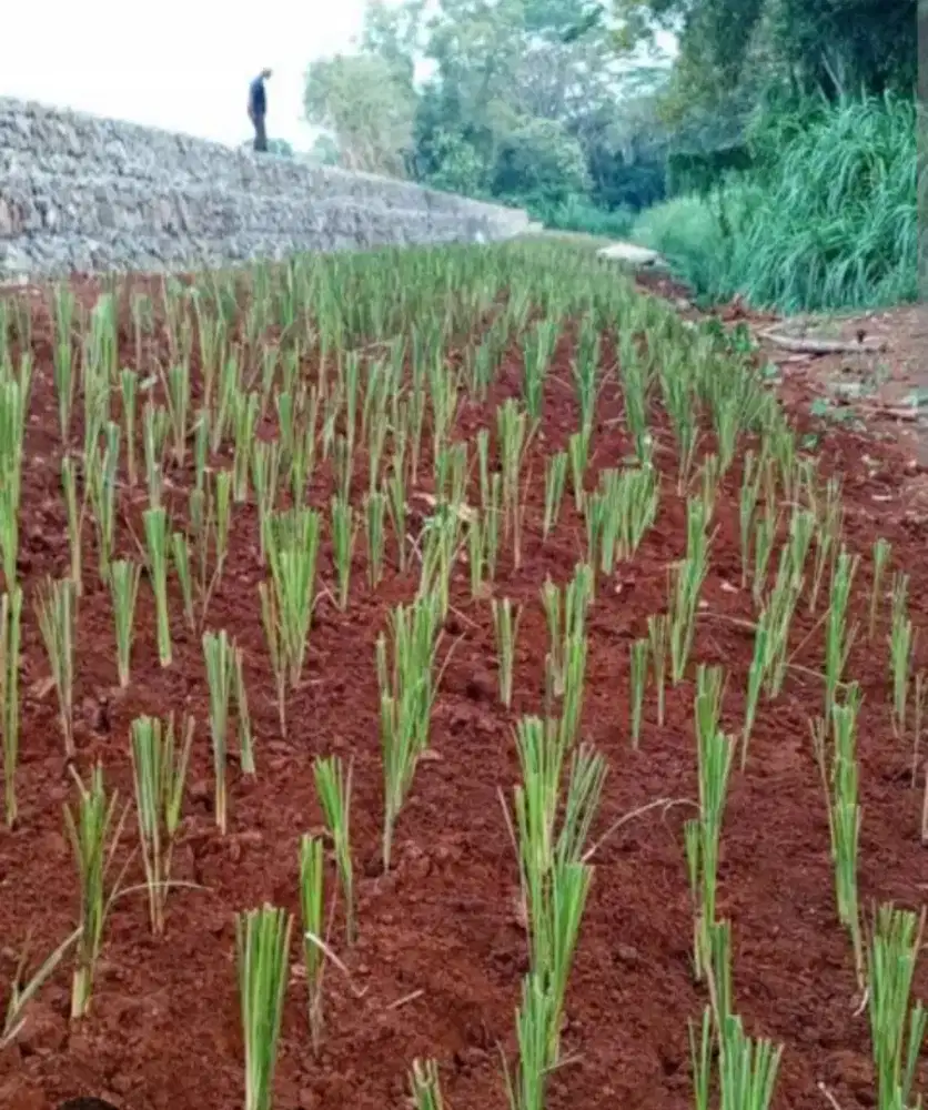 Distributor Rumput vetiver