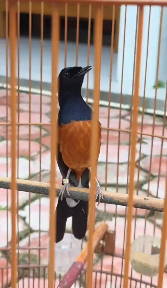 murai batu gacoran siap gantang