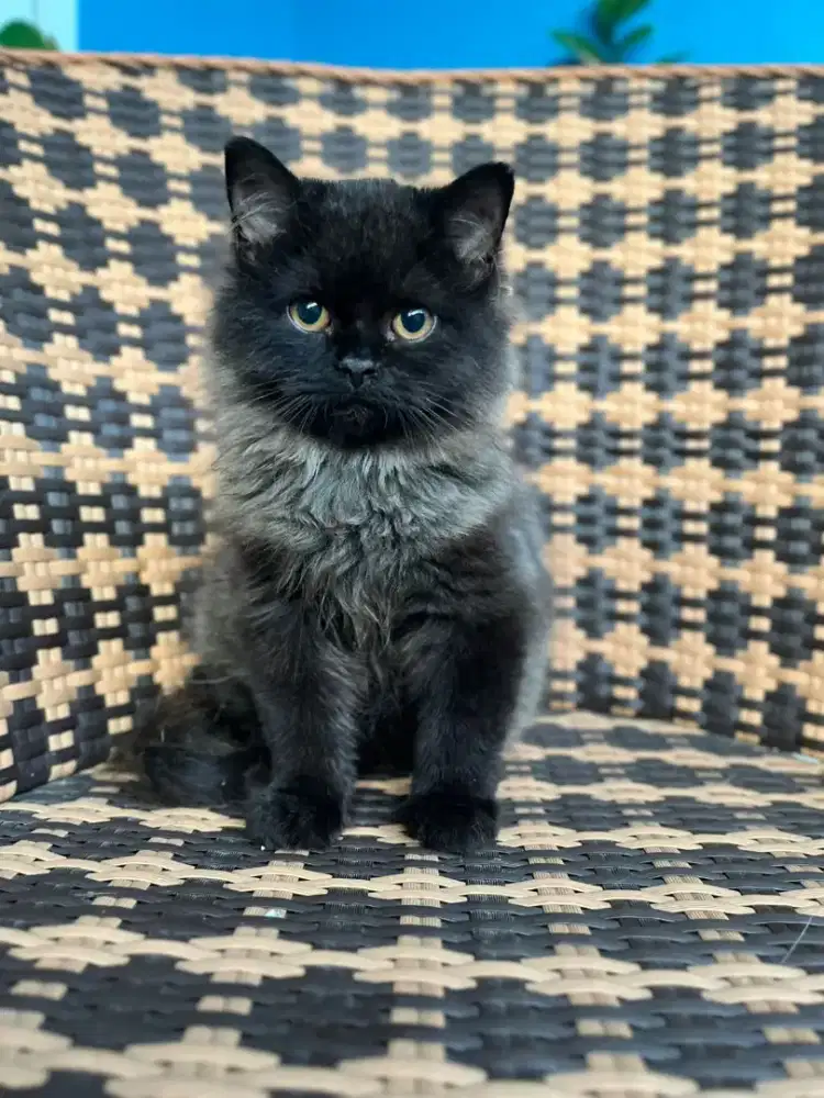 Kucing kitten flatnose