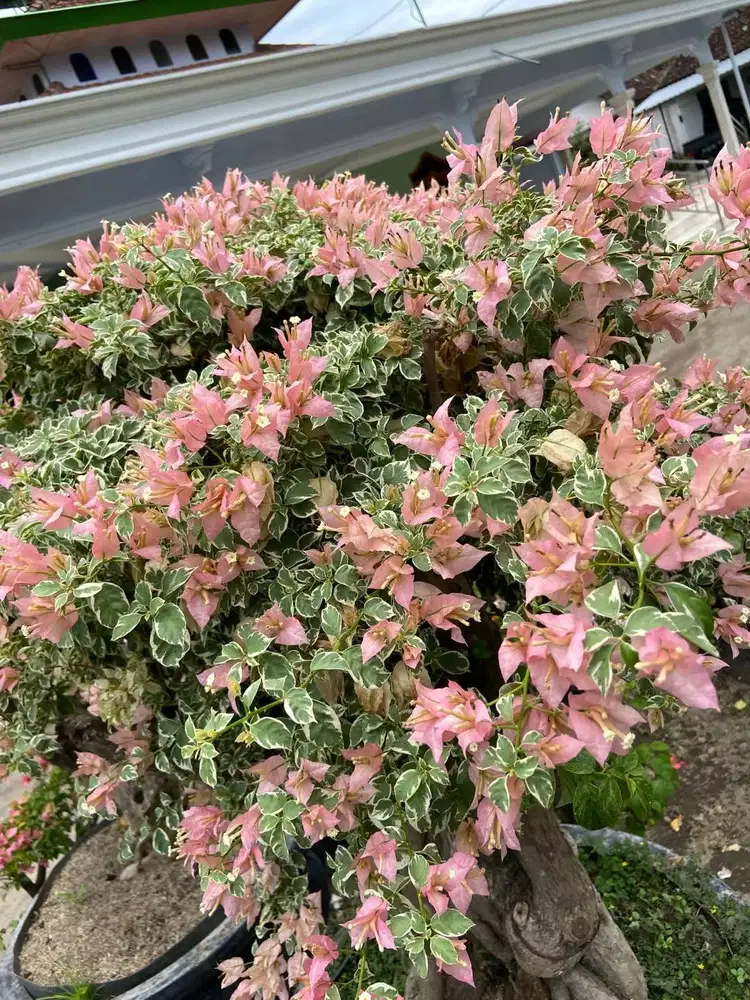 Tanaman hias bogenvile sakura blacan