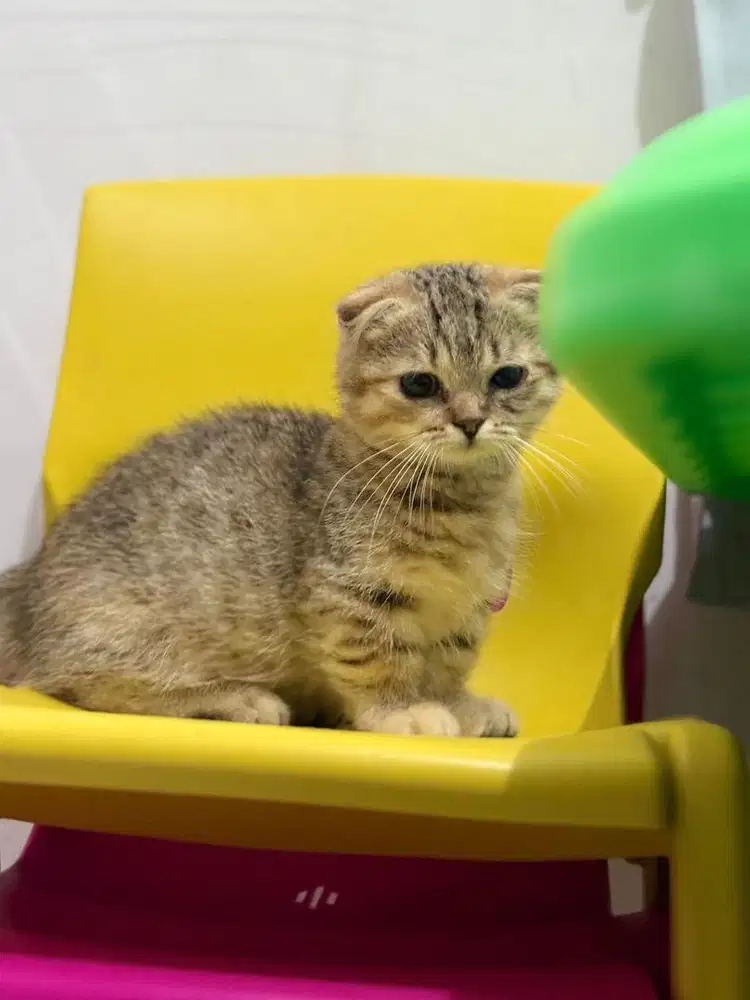 Munchkin gaelic double fold betina