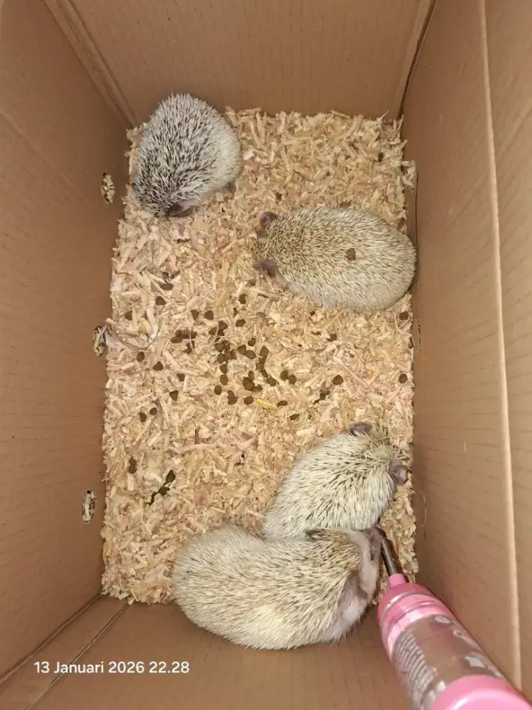 Landak Mini 4ekor (cowo semua)