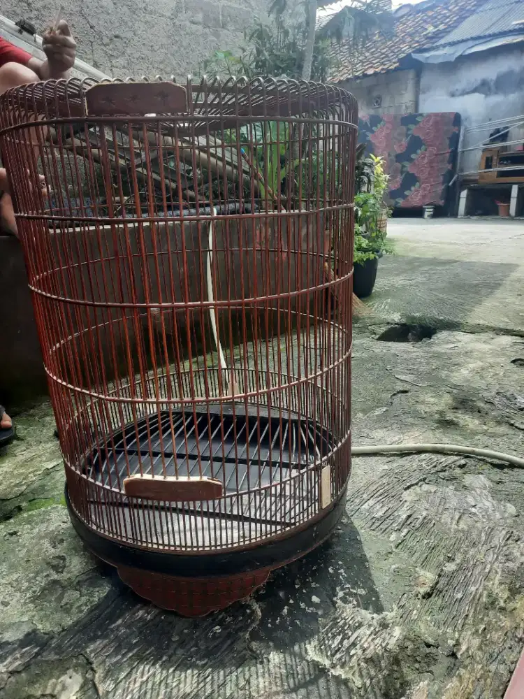 Kandang murai nomor 1 masih bagus banget mahkotanya aja gak ada..