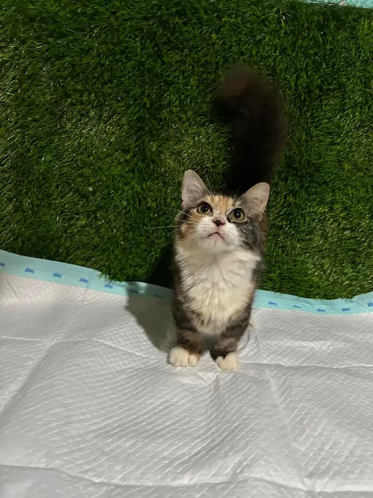 Munchkin betina 4bln