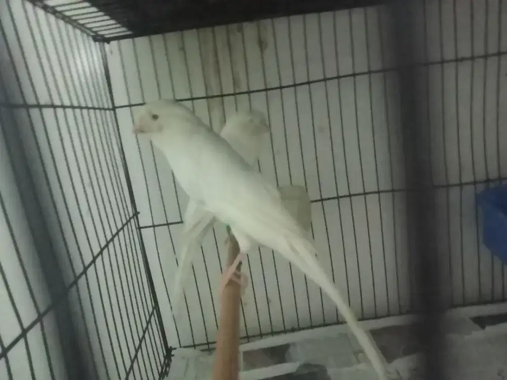 Kenari Rasmi betina 2 ekor