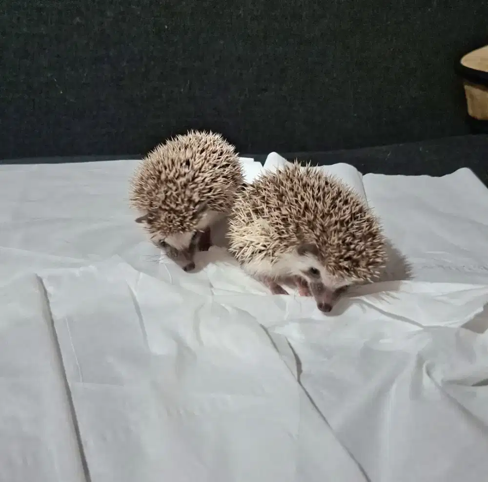 Landak sepasang (2bln)