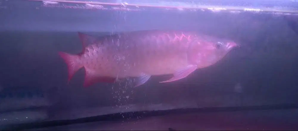 Ikan Arwana Supered uk 40cm up lengkap sertifikat dan chiip