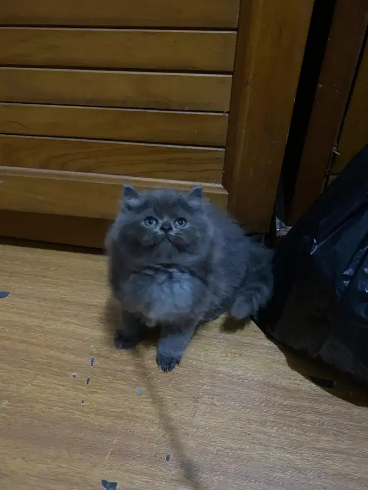 Kucing British Long Hair