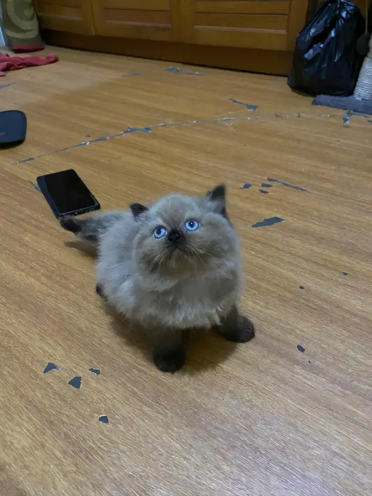 Kucing Himalaya cinamon mix Ragdoll