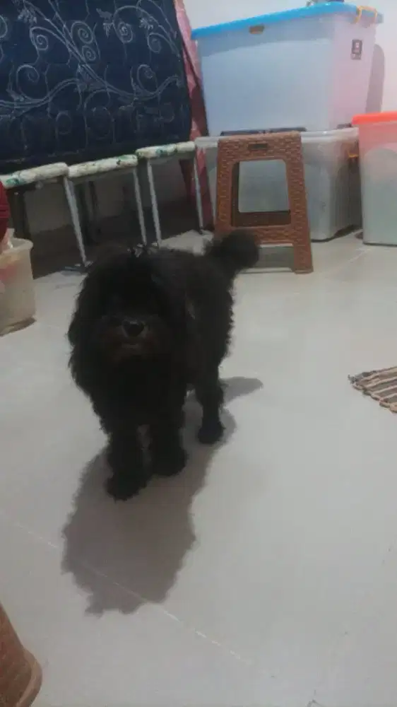 Anjing RAS bersertifikat