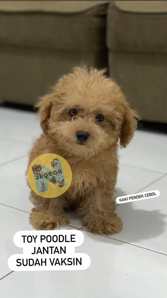 Toy poodle jantan cebol