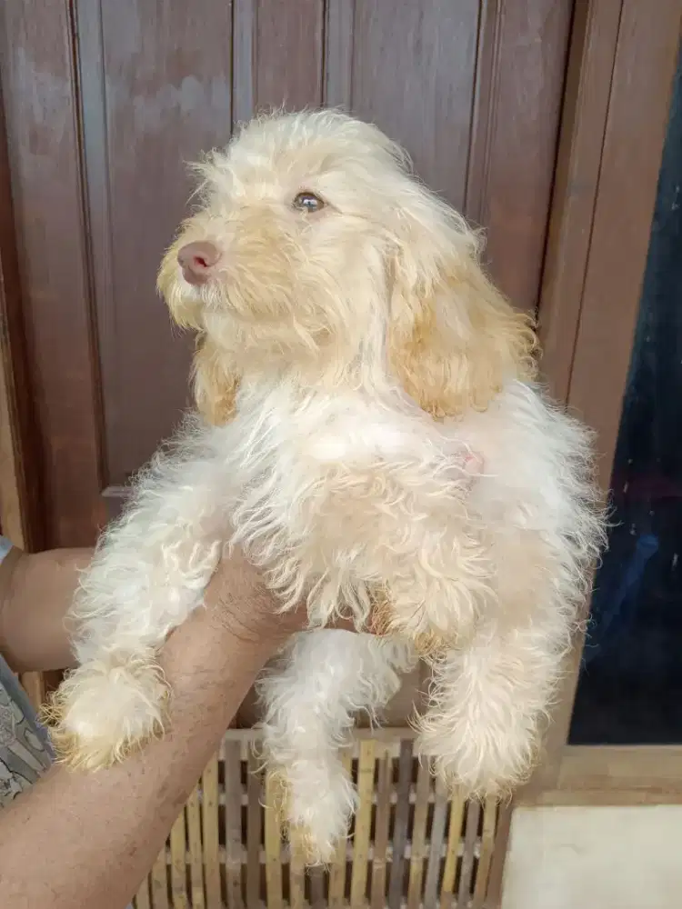 Puppy maltipoo jantan