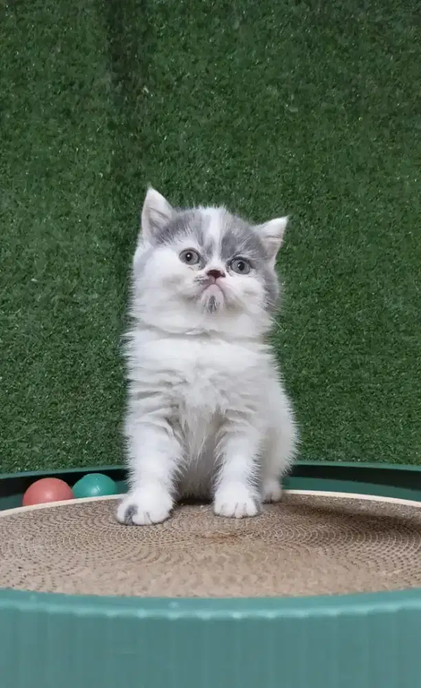 Bsh munchkin non stamdart