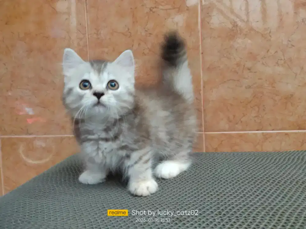 Kitten Munchkin gaelic straight betina