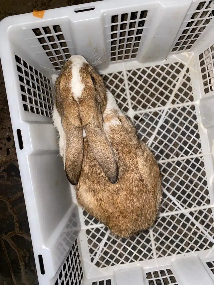 Kelinci usia 6 bulan murah