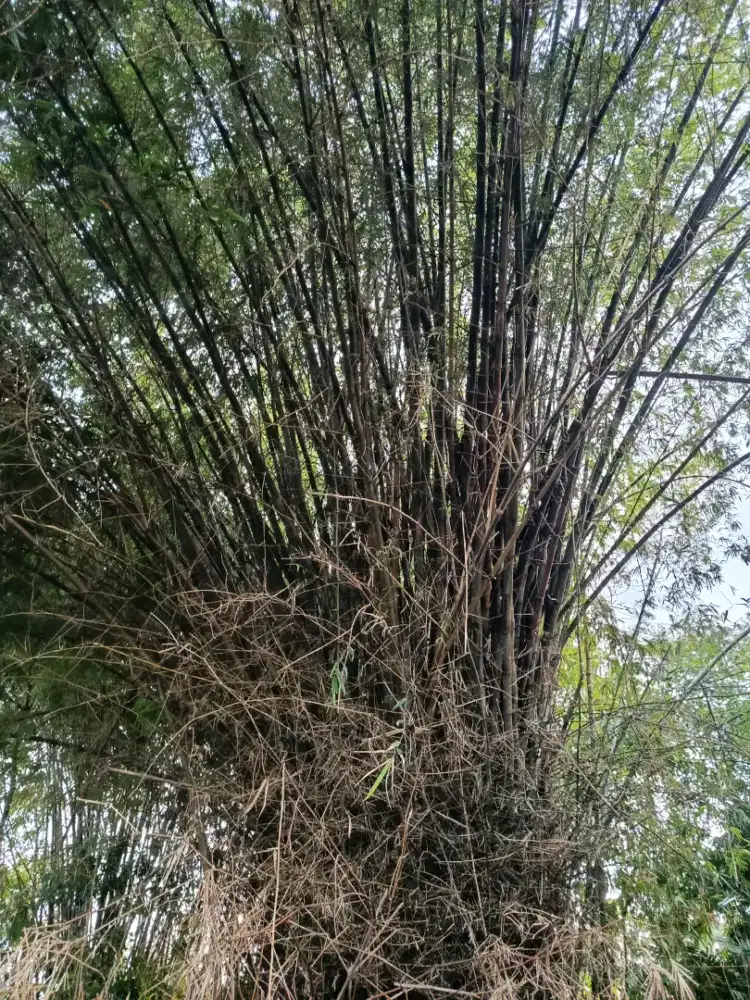 Jual barongan full barongan