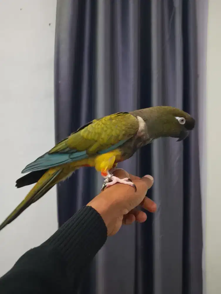 Burung patagonia counere