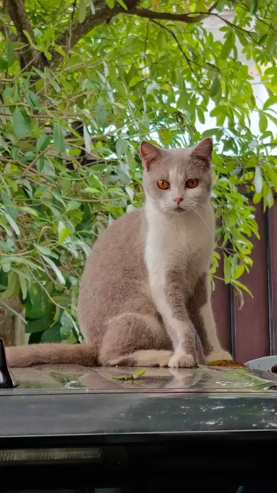 OBRAL SEMI HIBAH MAU PENSIUN BSH BRITISH SHORTHAIR KUCING MURAH AJA