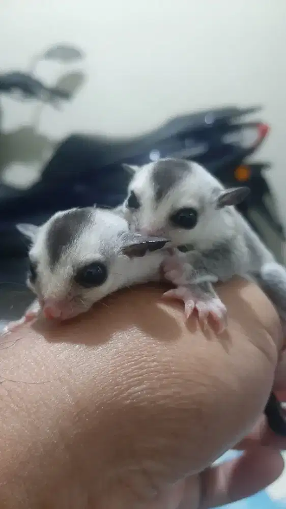 Sugar Glider WF