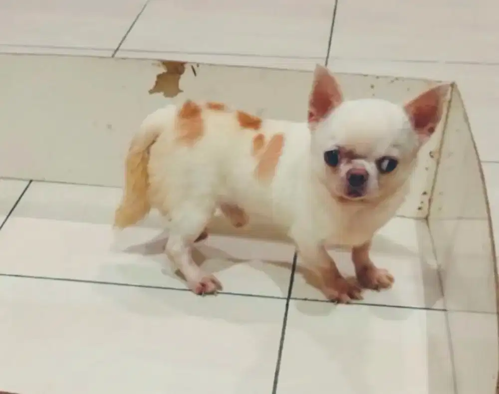Dijual 1 ekor pejantan Chihuahua