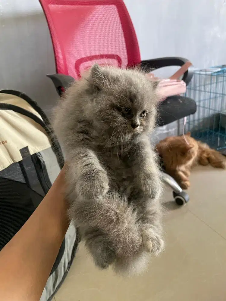 PERSIA KITTEN BETINA