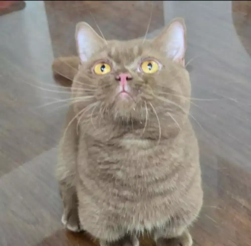 Munckhin bsh cinamon