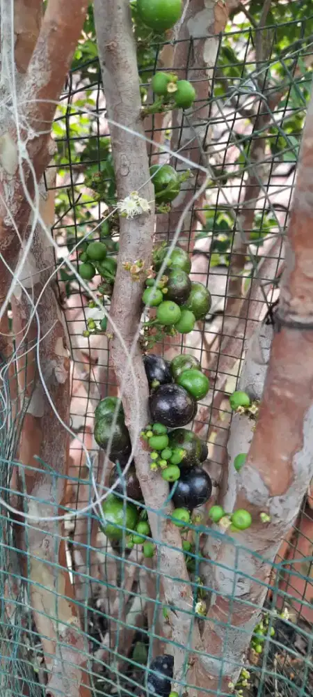 Pohon anggur Brazil Kupa landak