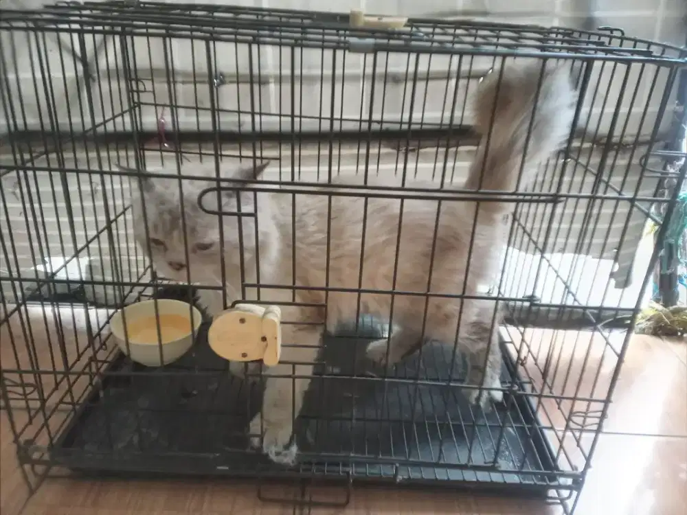 Pesek Persia bigbone  jantan usia  1 tahun