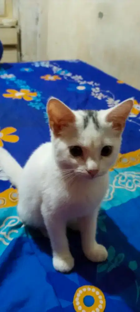 Kitten peranakan Khoa manee