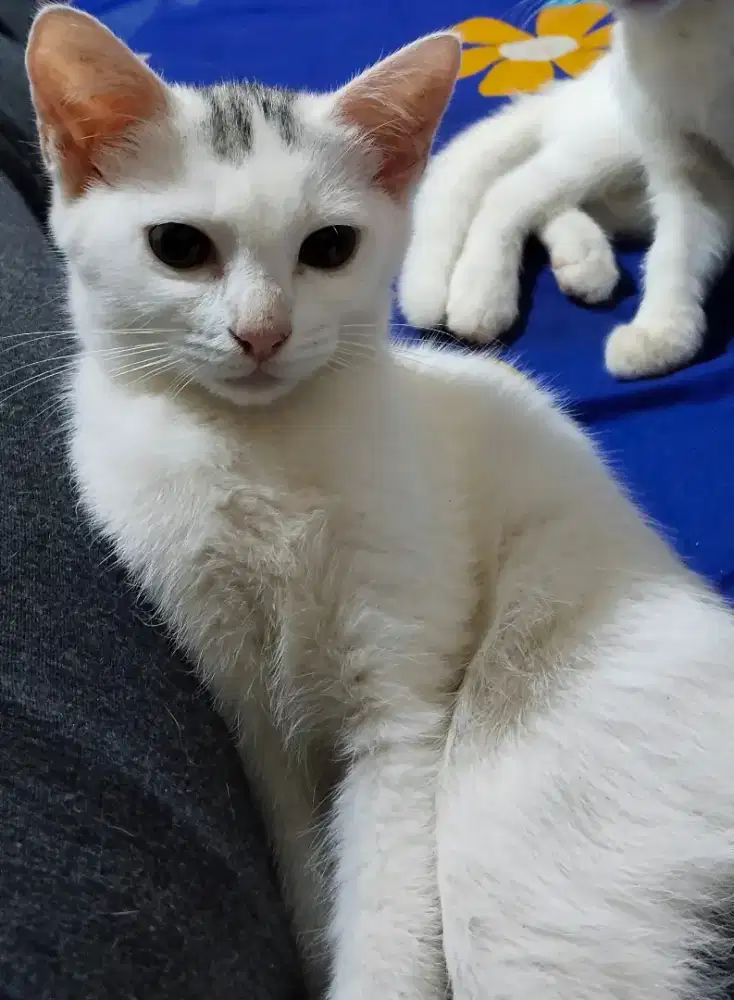 Kitten peranakan Khoa manee